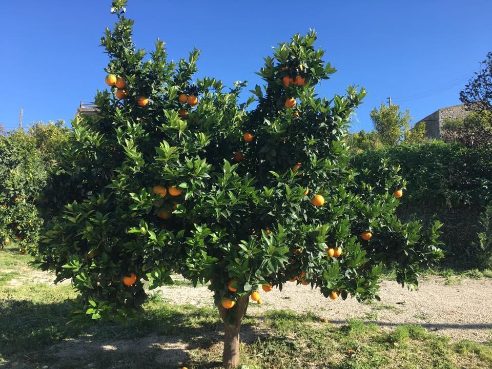 Tenuta Lanza Il Mulino Acquaviva Platani ภายนอก รูปภาพ